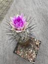 Gymnocactus subterraneus